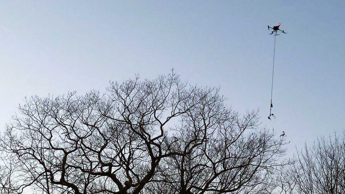 Brown Tail Moth nest removing drone