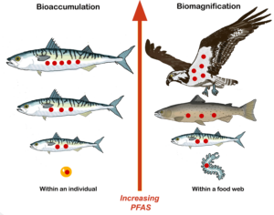 bioaccumulation diagram